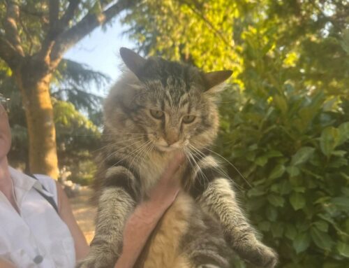 Il gattone in foto è stato trovato al parco di via Sandro Pertini zona Campoloniano a Rieti (Lazio)