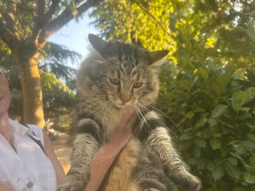 gatto_gattone_da_lia_campoloniano