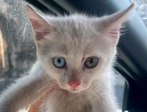 Bellissima gattina bianca dagli occhi azzurro-verdi trovata in strada