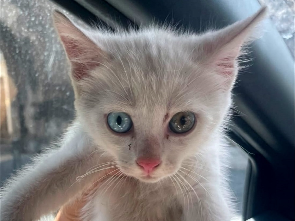 gatto_luisa_napoli