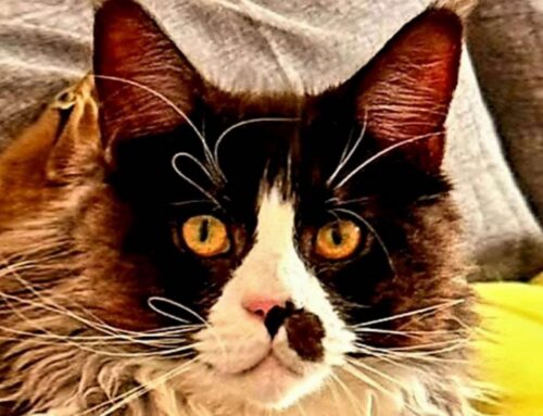Gatto Maine Coon smarrito da Santa Rufina
