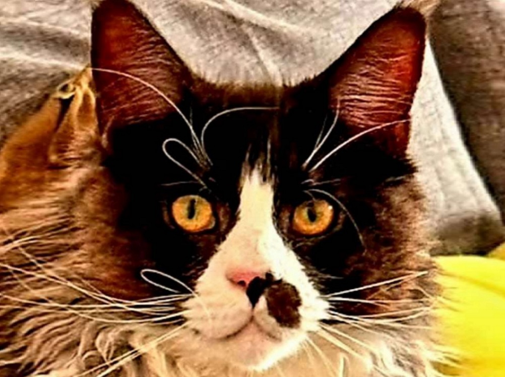 gatto_maine_coon