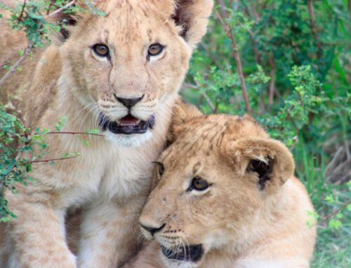 Leone, WWF: “Dall’India un segnale di speranza. Nel Gujarat la popolazione è aumentata del 32%”