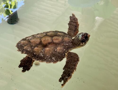 La piccola tartaruga Macondina torna in mare: coinvolti i biologi specialisti del Museo di Storia Naturale e il Comune di Venezia – LE FOTO