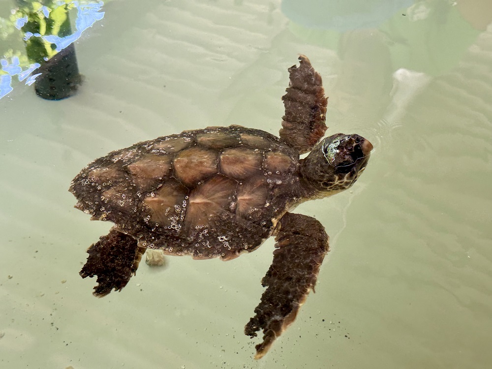 tartaruga_caretta_caretta_musei_civici_e_comune_di_venezia_agosto_2026