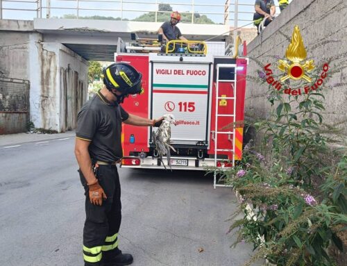 Vigili del Fuoco di Genova salvano un Gabbiano attorcigliato in una lenza da pesca