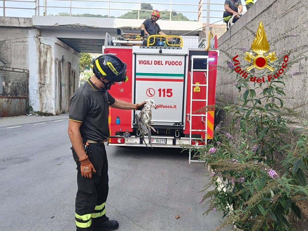 vigili_del_fuoco_genova_salvato_gabbiano