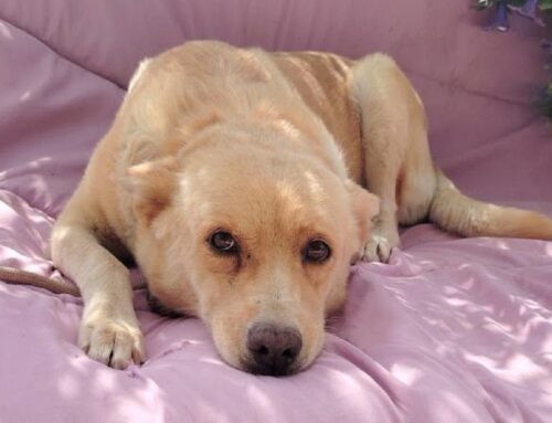 Sara è una splendida simil Labrador di 7 anni in cerca di famiglia