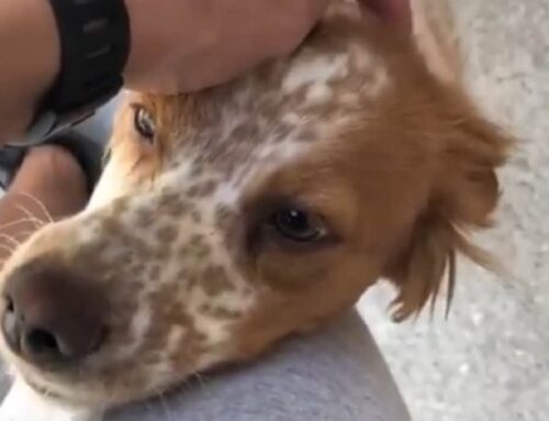 Smarrita Emma in zona Montisola, serve l’aiuto di tutti