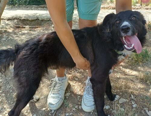 Cucciolo Tyson di 9 mesi cerca adozione