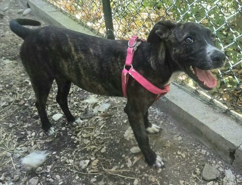 Clarice da Teramo, splendida cagnolina in attesa di adozione