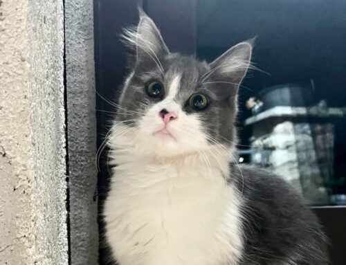 Birba, gattina sparita da Case San Benedetto. Chi l’ha vista?