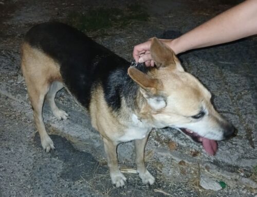 Cane scappato per i botti zona Piani Poggio Fidoni