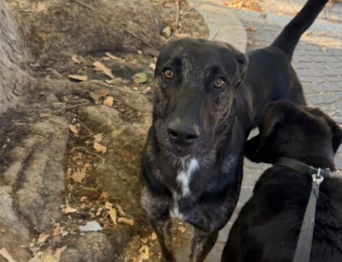 Cane nero segnalato in viale Maraini a Rieti: di chi è?