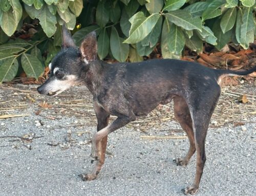 Cagnolino segnalato a Contigliano: si cercano i familiari