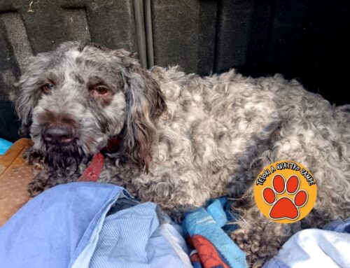 Simil Lagotto trovato a Fonte Cerro, di chi è? Si cercano i familiari