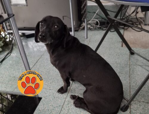 Rintracciata la famiglia del cagnolino soccorso alla Q8 di Vazia