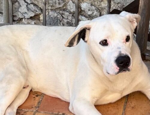 Smarrito Tyson zona Cantalice 