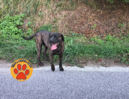 Cane segnalato in via Foresta a Rieti