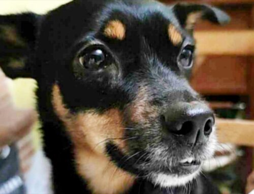 Cagnolina ritrovata dopo una settimana