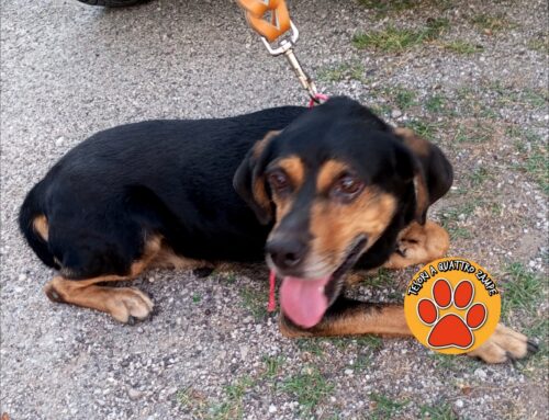 Volontaria e carabiniere soccorrono e salvano il cucciolo Franco. Grazie a Simona e Francesco