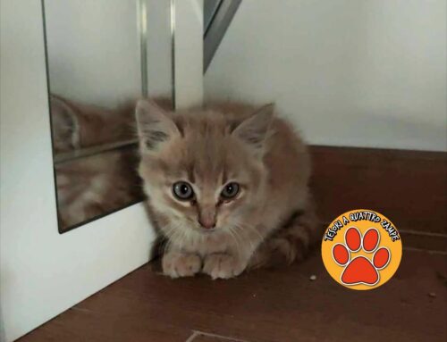 Rieti, gattino salvato dal motore di una macchina