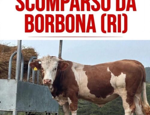 Scomparso un toro dalla zona di Borbona (Rieti)