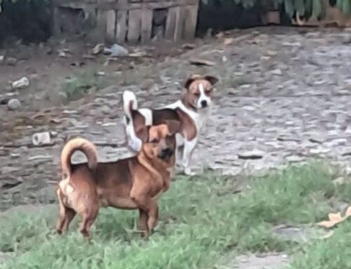 Cagnolini in strada in Sabina: chi li ha smarriti?