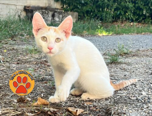 Gattino comparso a Cittaducale: chi lo ha smarrito?
