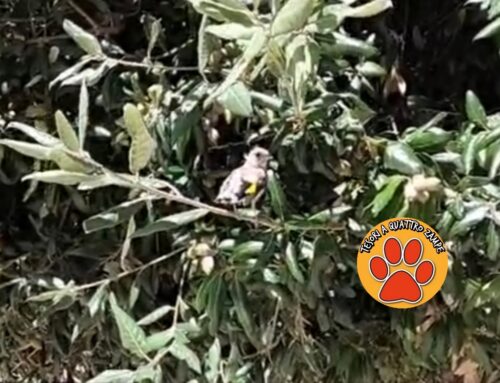 Il Cardellino salvato ha trovato casa su un albero