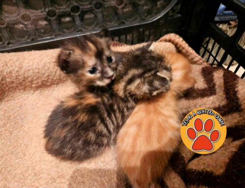 Gattini trovati a Farfa: serve urgentemente una balia