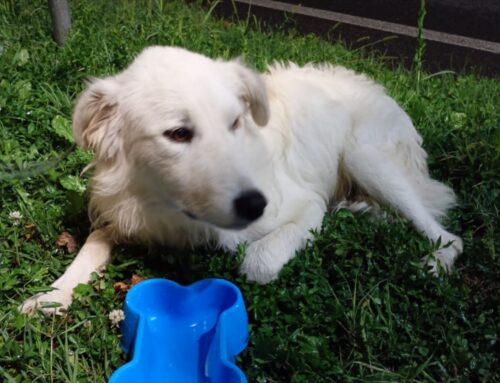 Cagnolino riconsegnato alla famiglia. Si cerca ancora la sorella, è identica