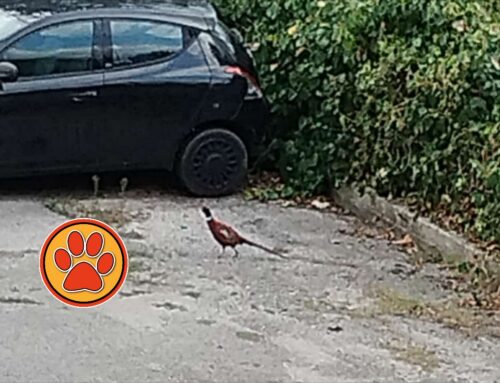 Segnalato un Fagiano per le strade di Santa Rufina
