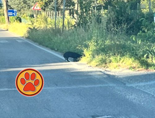 Cagnolino tra le auto sulla Terminillese: rischia l’investimento