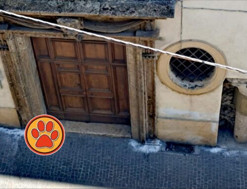 Polvere bianca in via Roma a Rieti (Lazio). Fare attenzione con i propri cani