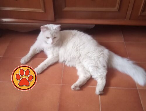 Fiocco è tornato a casa