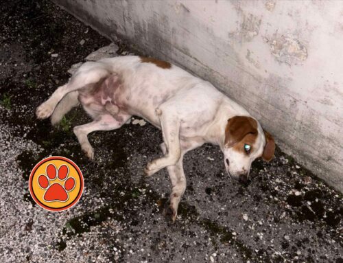 Cagnolino segnalato in via Carapacchi a Rieti. E’ tornato a casa?