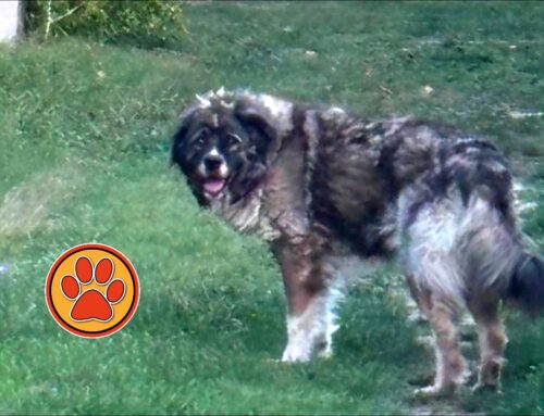 Cane vagante a Campoloniano, chi lo ha smarrito?
