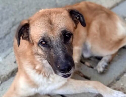 Nano è stato maltrattato. Oggi aspetta ancora in canile una adozione felice