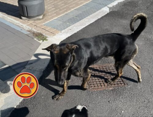 Cane in strada zona Tribunale di Rieti