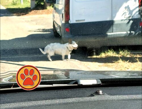 Anche oggi questo cagnolino è vagante tra via Ricci e via Moro a Rieti (Lazio)
