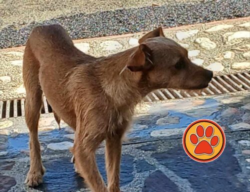 Cagnolino trovato a San Filippo di Contigliano. Si cerca la famiglia
