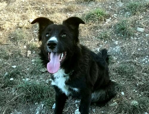 Tyson da Teramo, sogna una famiglia