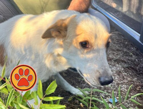 Cagnolino senza microchip trovato sulla Terminillese: chi lo ha smarrito?