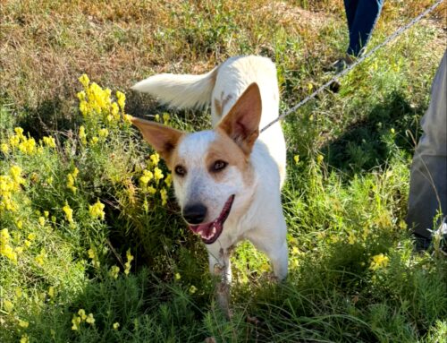 Il cane soccorso sulla Terminillese è stato trasferito in Canile. Non ha microchip