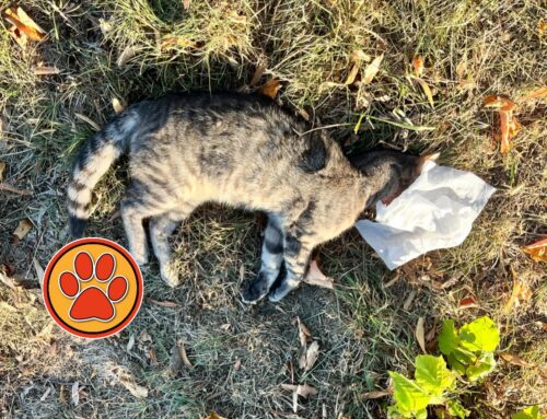 Gatto mortø investito sulla Terminillese. Muso dilaniato dalle auto