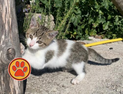Gattina trovata nel Reatino, in mezzo strada: ora cerca casa