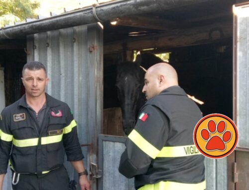 Cavallo cade in un canale. Soccorso dai Vigili del Fuoco