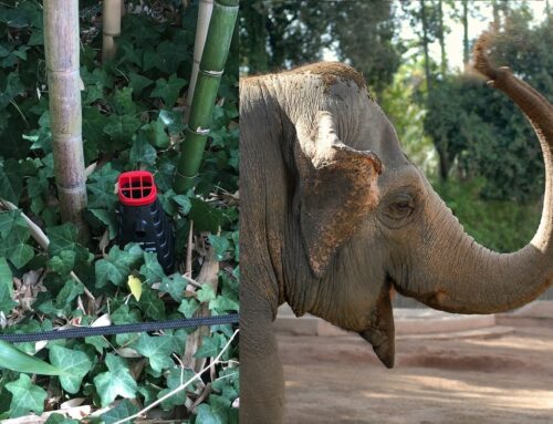 Lotta alle zanzare, al BioParco di Roma il programma Zproject