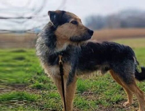Bones, accalappiato da cucciolo in strada e finito in un canile. Adesso è all’oasi di Brenda e aspetta una adozione